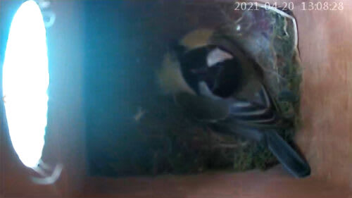 BASt | Vogelfunda 14 BASt | Vogelfunda